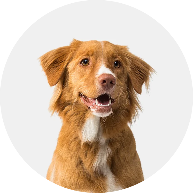 Pets And Animals